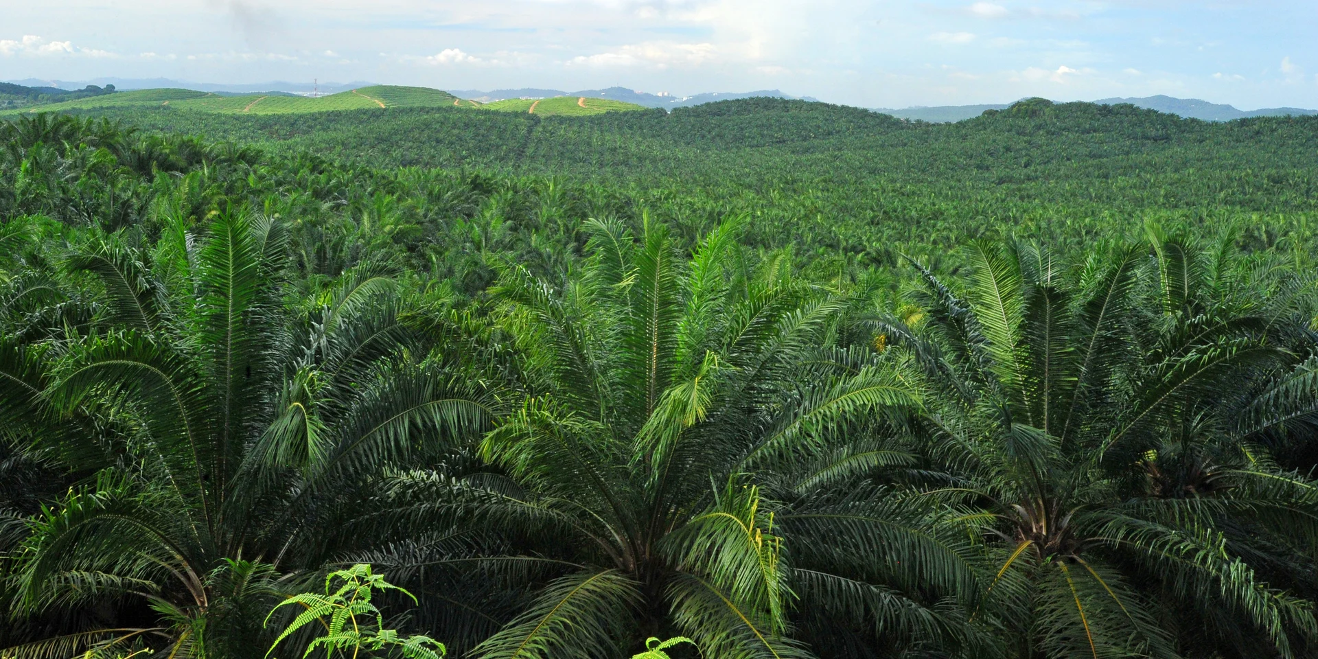 PT Karina Sawit Agro Perkebunan Kelapa Sawit