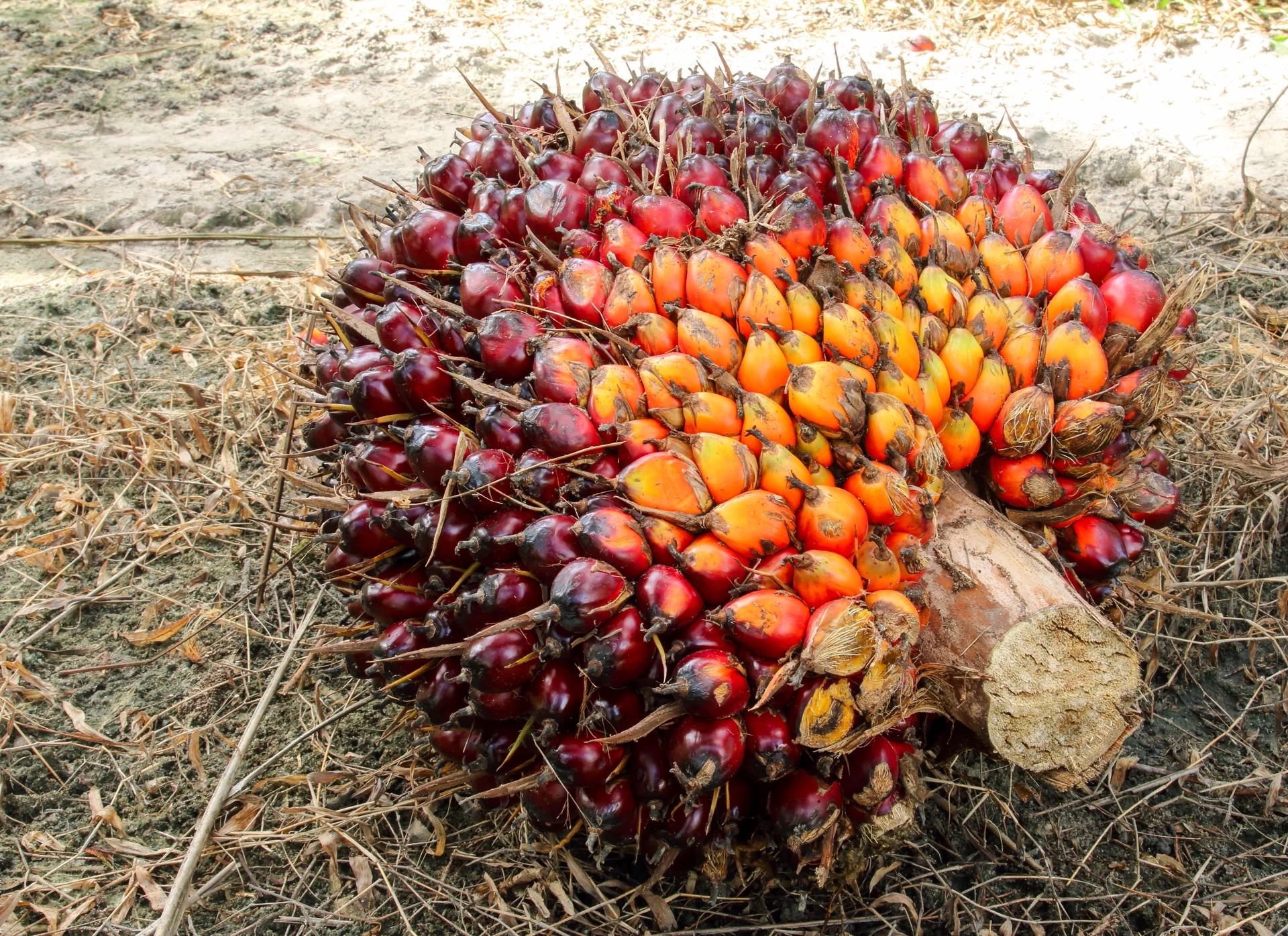 Kebun Sawit Karina Sawit Agro