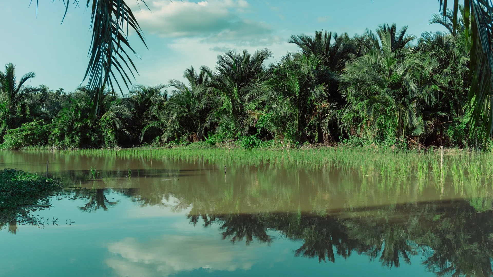 Kelestarian Kebun Sawit